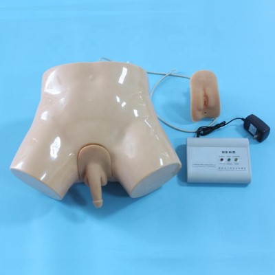 Medical Electronic Urethral Catheterization and Enema Model